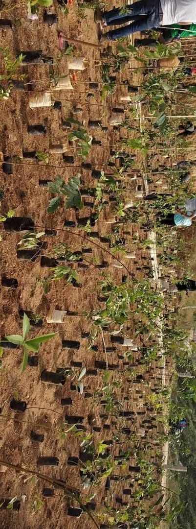 Plants Installation @ Private Land
