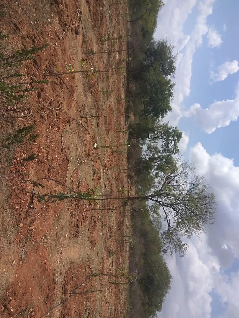 Plants Installation @ Private Land