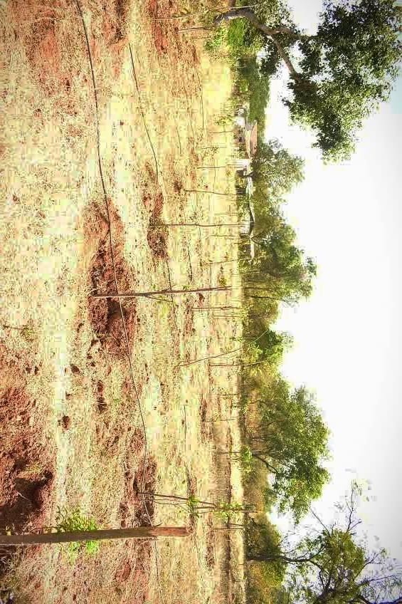 Plants Installation @ Private Land