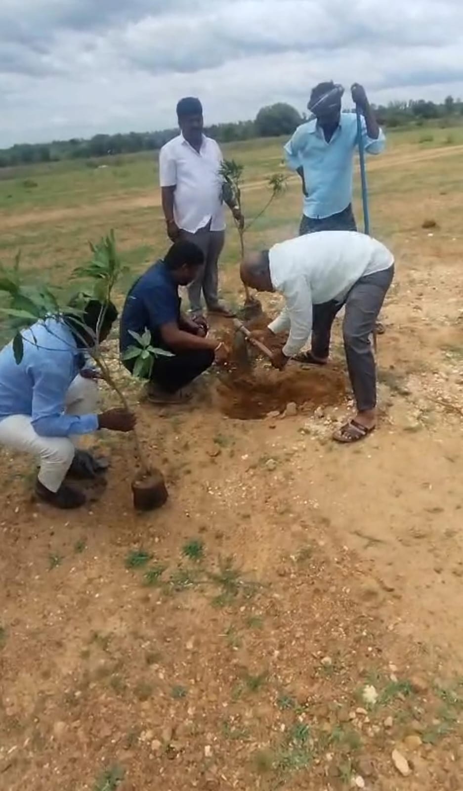 Plantation Activity at Trust Land